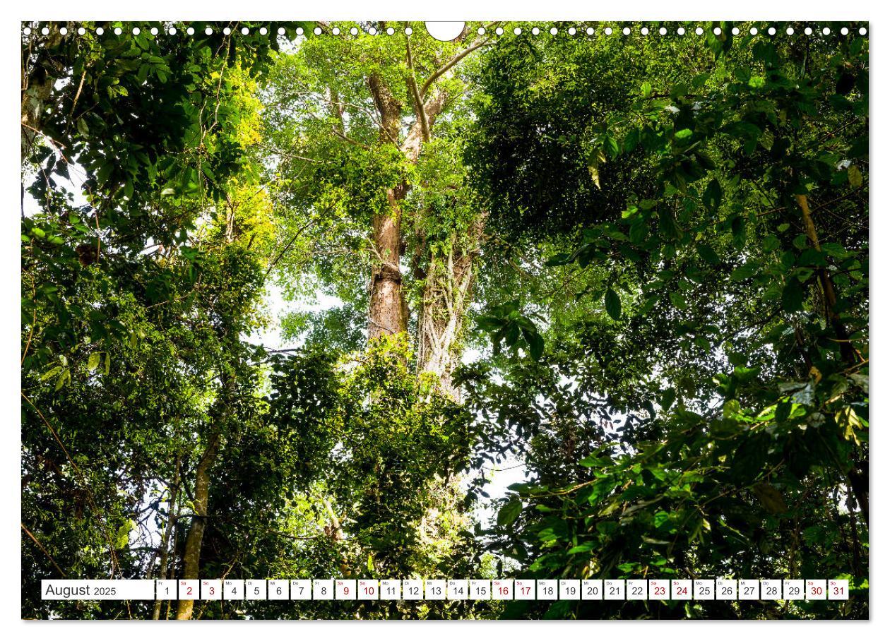 Bild: 9783457151044 | Gunung Leuser Nationalpark Sumatra (Wandkalender 2025 DIN A3 quer),...