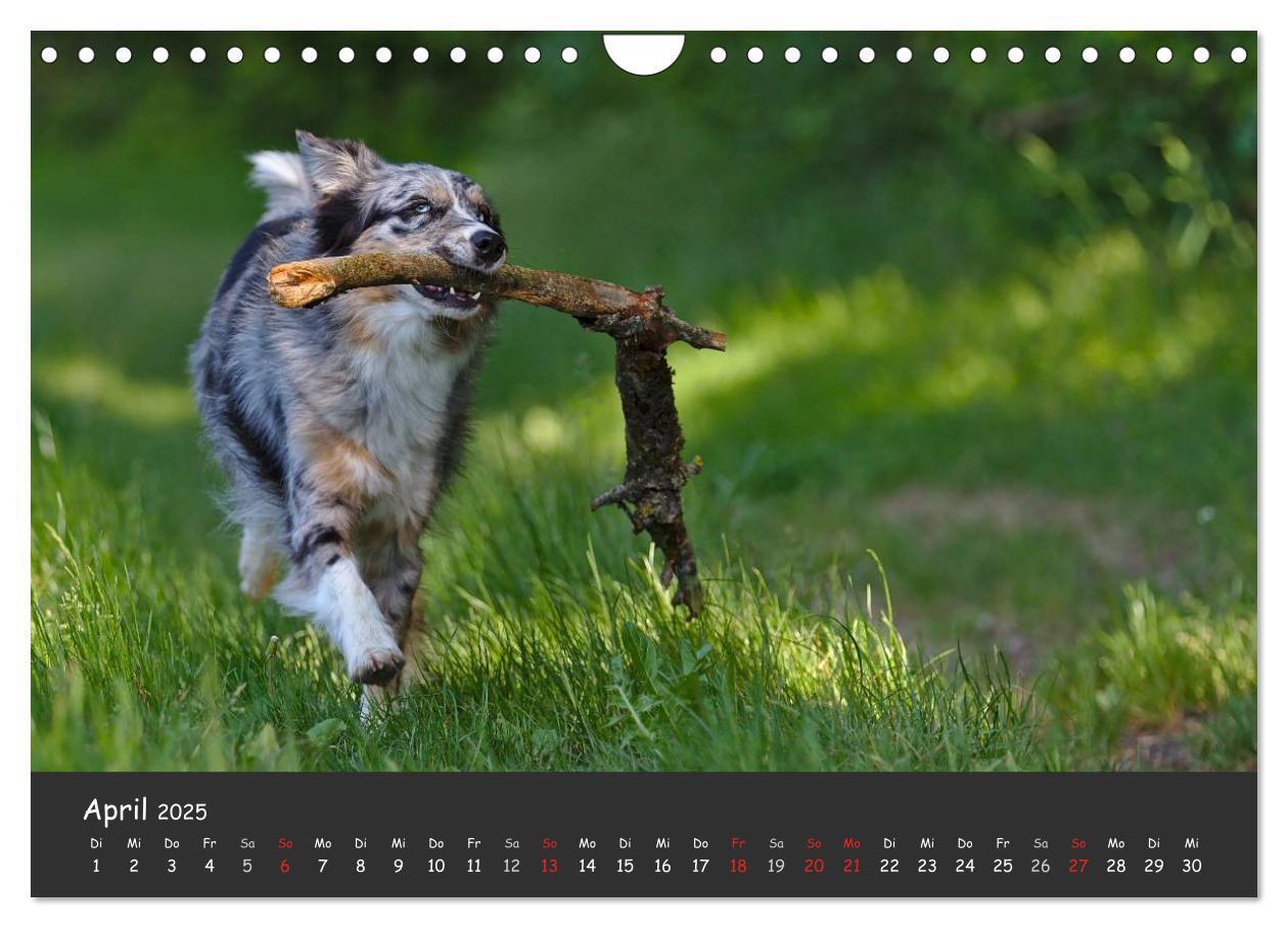 Bild: 9783435582686 | Australian Shepherd - Augenblicke (Wandkalender 2025 DIN A4 quer),...