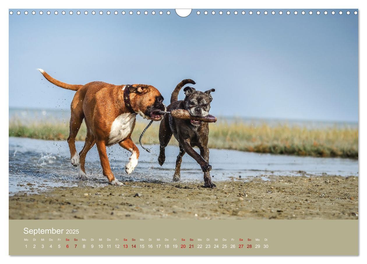 Bild: 9783383856235 | Fantastische Boxer - Sieger der Herzen (Wandkalender 2025 DIN A3...