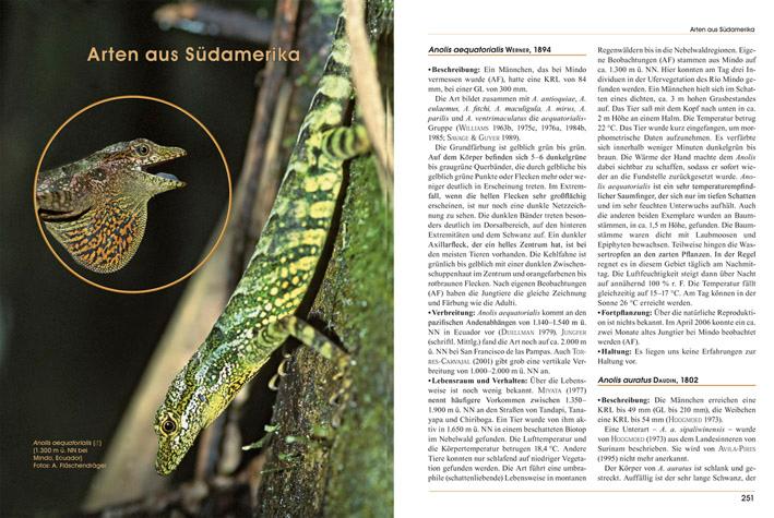 Bild: 9783866590915 | Anolis | Im Biotop und Terrarium | Axel Flaschendräger (u. a.) | Buch