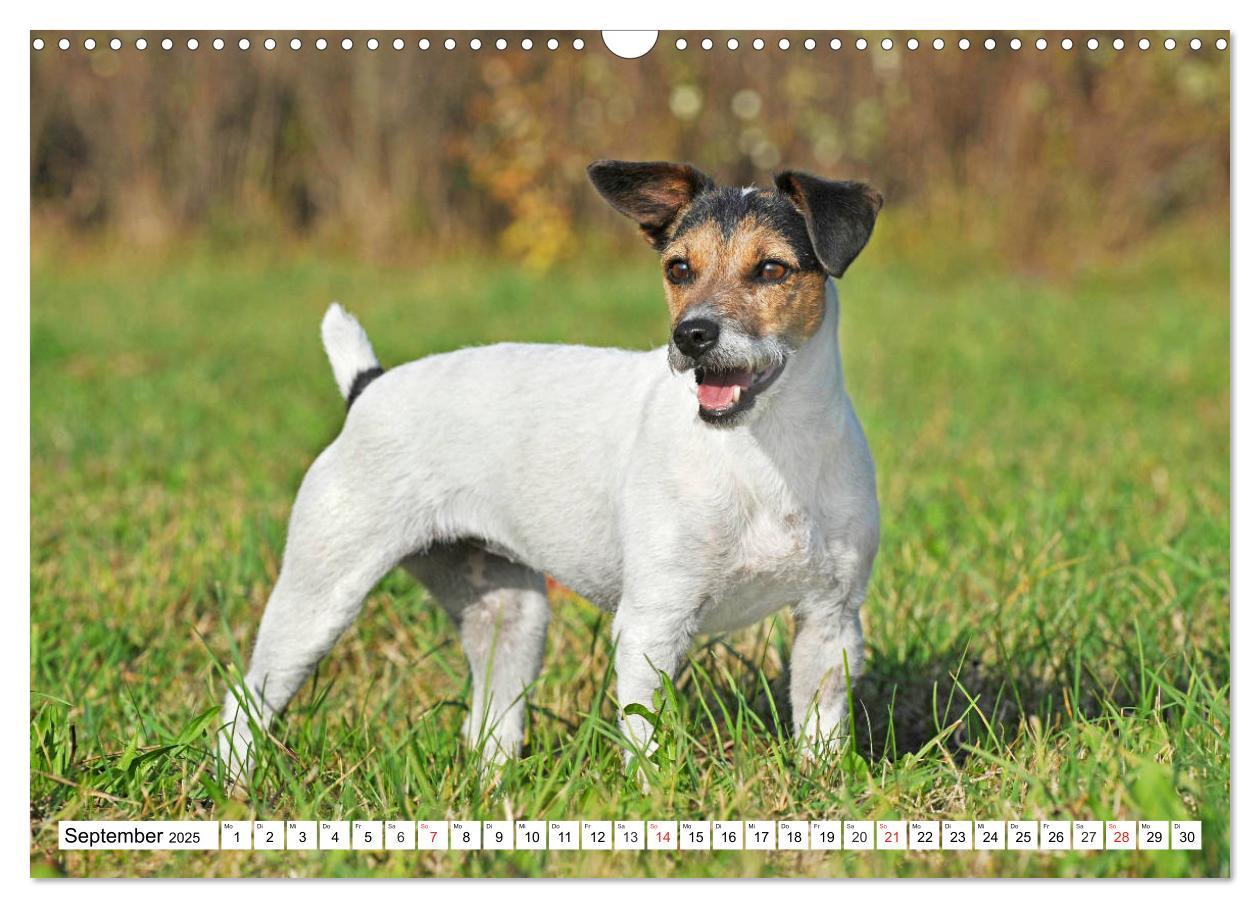 Bild: 9783435250462 | 100000 Volt auf vier Pfoten - Jack und Parson Russell Terrier...