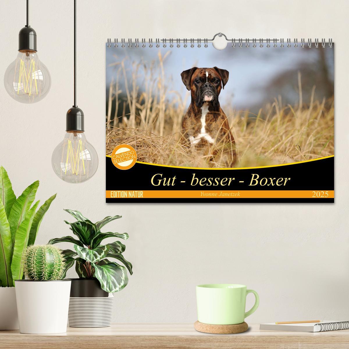 Bild: 9783435412235 | Gut - besser - Boxer (Wandkalender 2025 DIN A4 quer), CALVENDO...