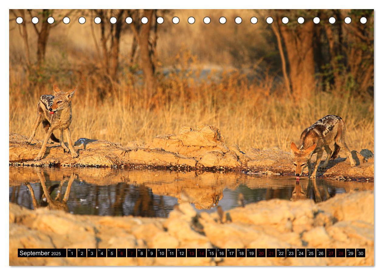 Bild: 9783383920851 | Auf Pirschfahrt im Kgalagadi Transfrontier Park (Tischkalender 2025...