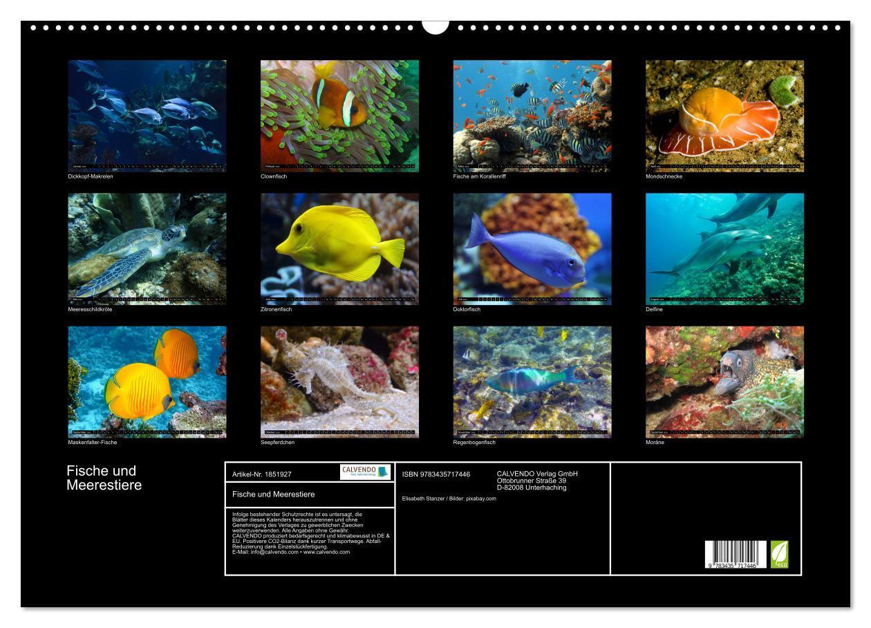 Bild: 9783435717446 | Fische und Meerestiere (Wandkalender 2025 DIN A2 quer), CALVENDO...