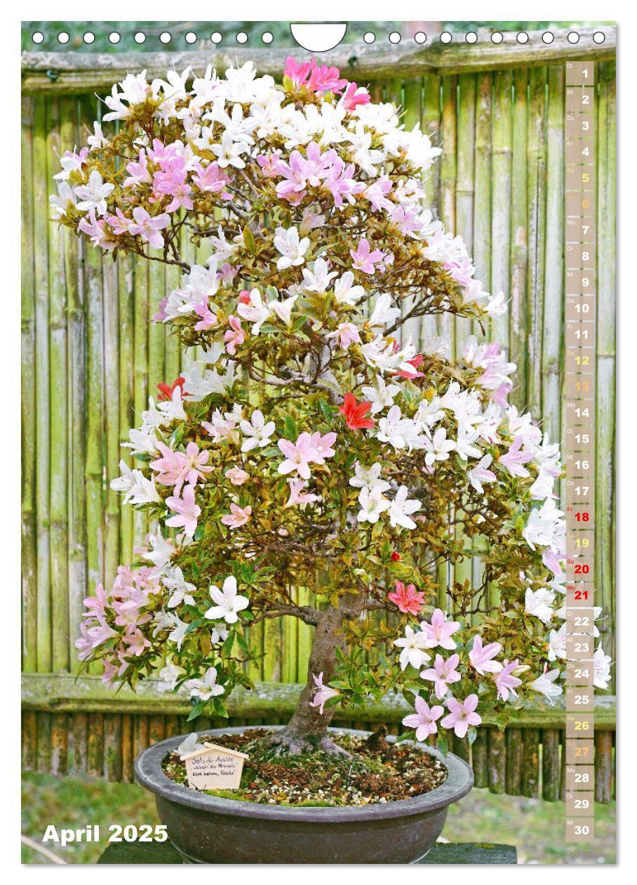 Bild: 9783435848966 | Bonsai: Gartenkunst im Kleinen (Wandkalender 2025 DIN A4 hoch),...