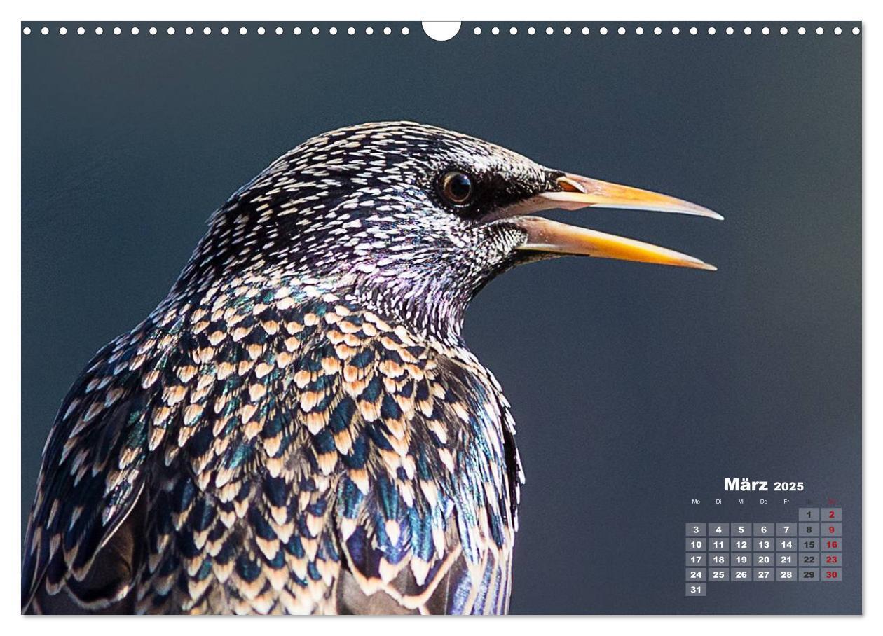 Bild: 9783435728817 | NATUR PUR - Singvögel ganz nah (Wandkalender 2025 DIN A3 quer),...