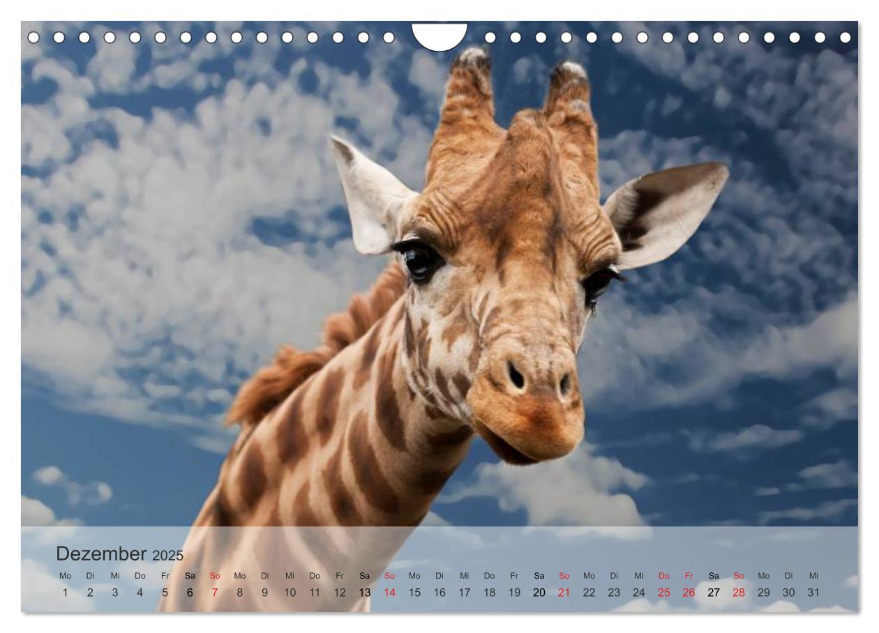 Bild: 9783435606573 | Afrikas schöne Tierwelt (Wandkalender 2025 DIN A4 quer), CALVENDO...