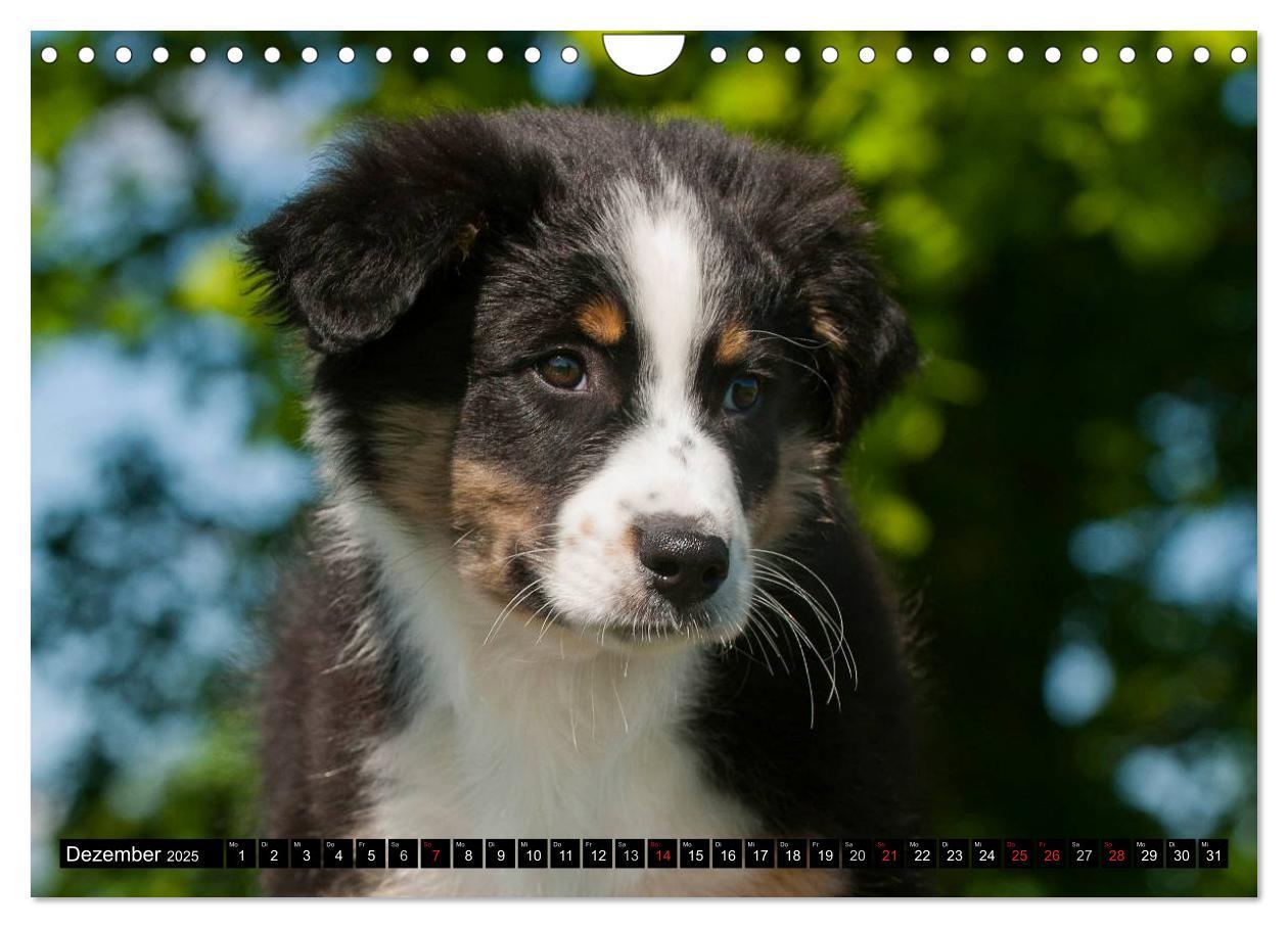 Bild: 9783435571451 | Bekannt wie ein bunter Hund. Australian Shepherd (Wandkalender 2025...