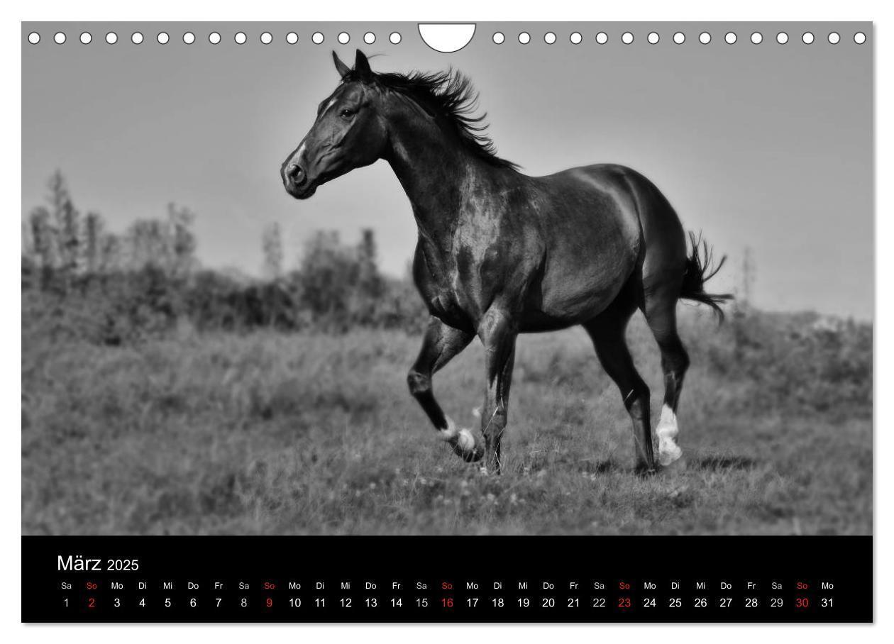 Bild: 9783435770298 | Pferde 2025 Wild Thing (Wandkalender 2025 DIN A4 quer), CALVENDO...