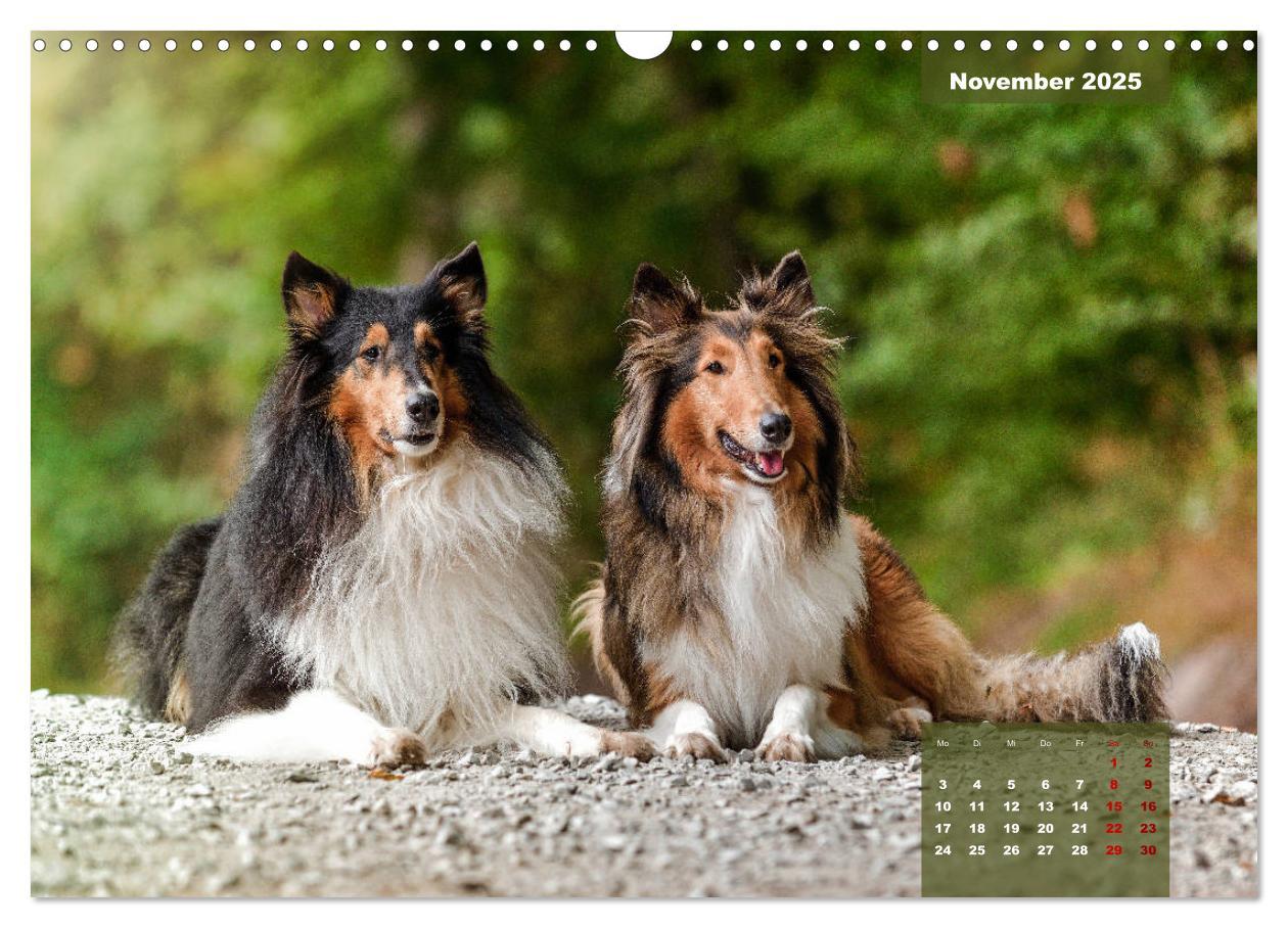 Bild: 9783435110629 | Typisch Collie (Wandkalender 2025 DIN A3 quer), CALVENDO...