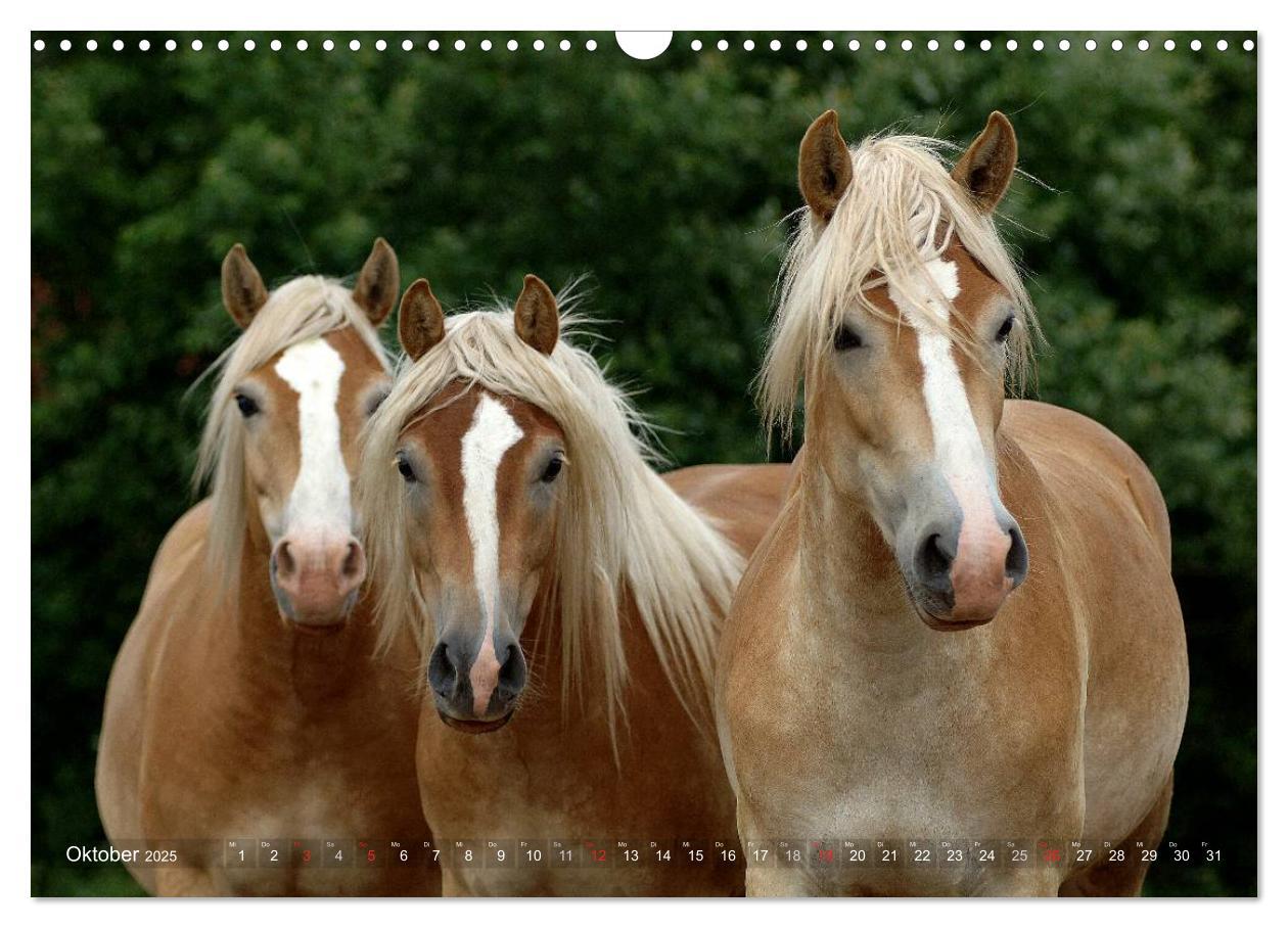 Bild: 9783435753185 | Haflinger Schönheiten (Wandkalender 2025 DIN A3 quer), CALVENDO...