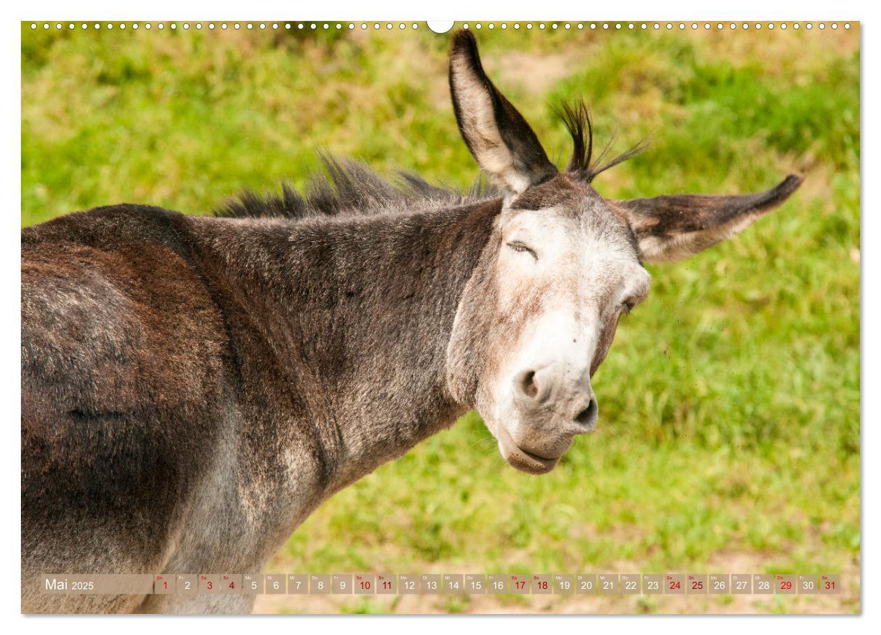 Bild: 9783435023363 | Esel Lebensfreude - Spaß mit Langohren (Wandkalender 2025 DIN A2...