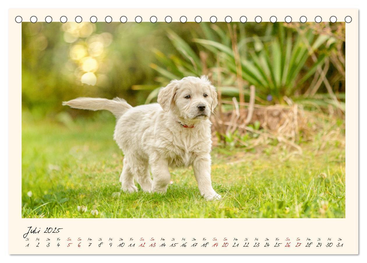 Bild: 9783383828263 | Golden Retriever... Herzenshunde (Tischkalender 2025 DIN A5 quer),...