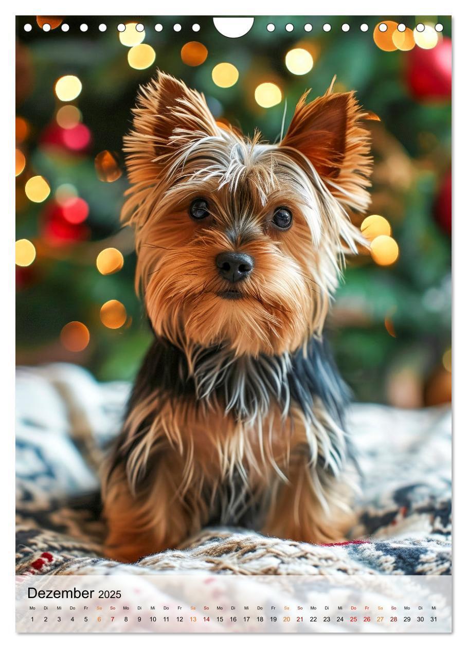 Bild: 9783383771699 | Yorkshire Terrier - ein Hund mit starkem Charakter (Wandkalender...