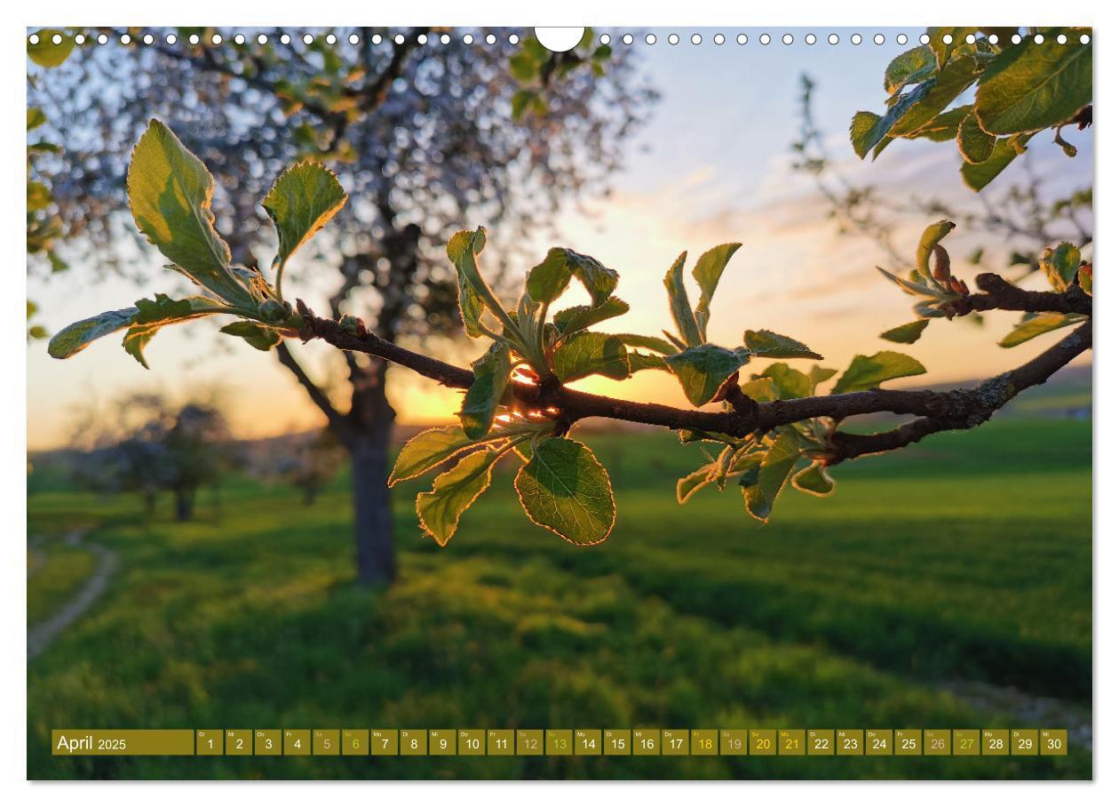 Bild: 9783435062485 | Apfelbaum und Streuobstwiesen (Wandkalender 2025 DIN A3 quer),...