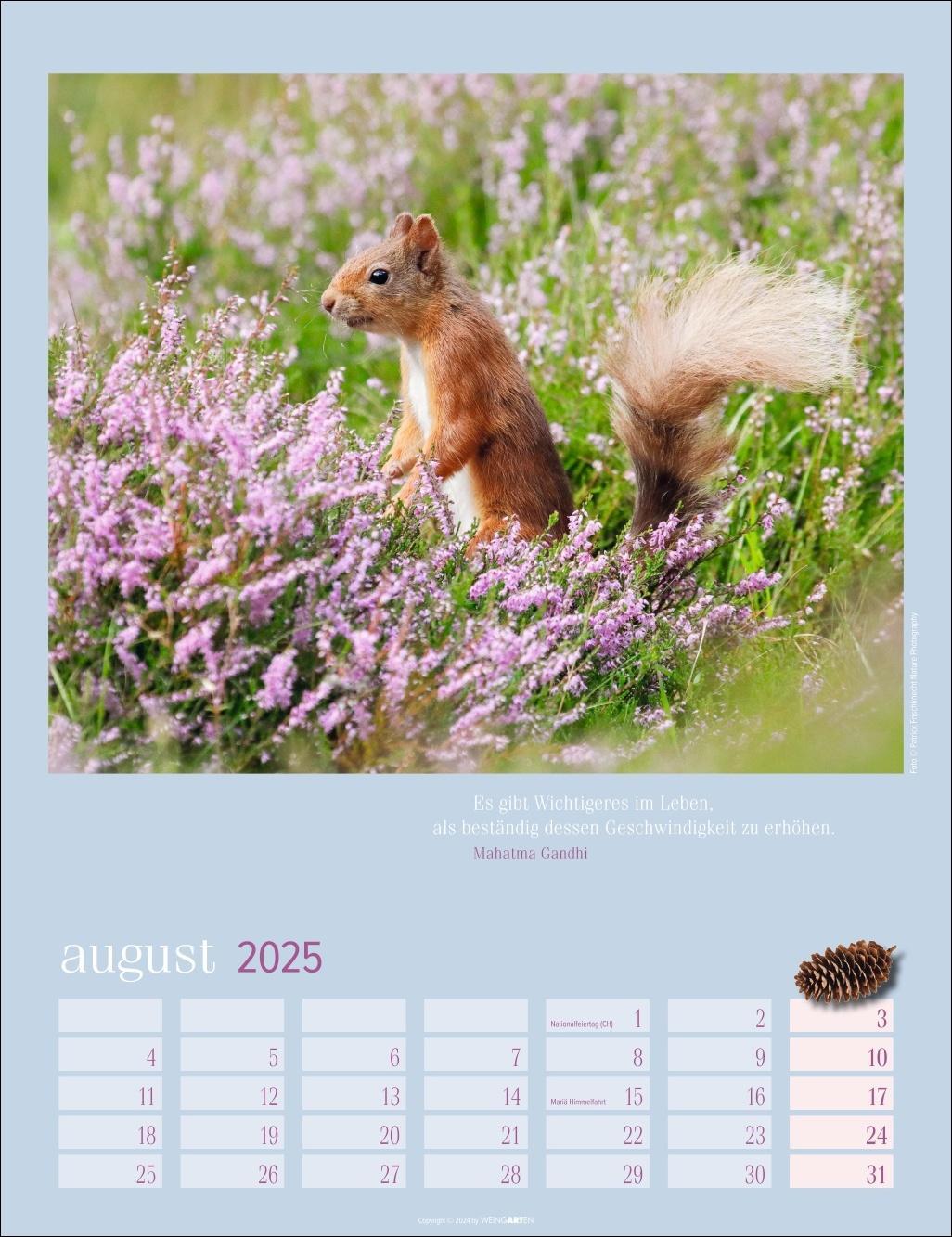 Bild: 9783839900758 | Eichhörnchen Kalender 2025 | Kalender | Spiralbindung | 14 S. | 2025