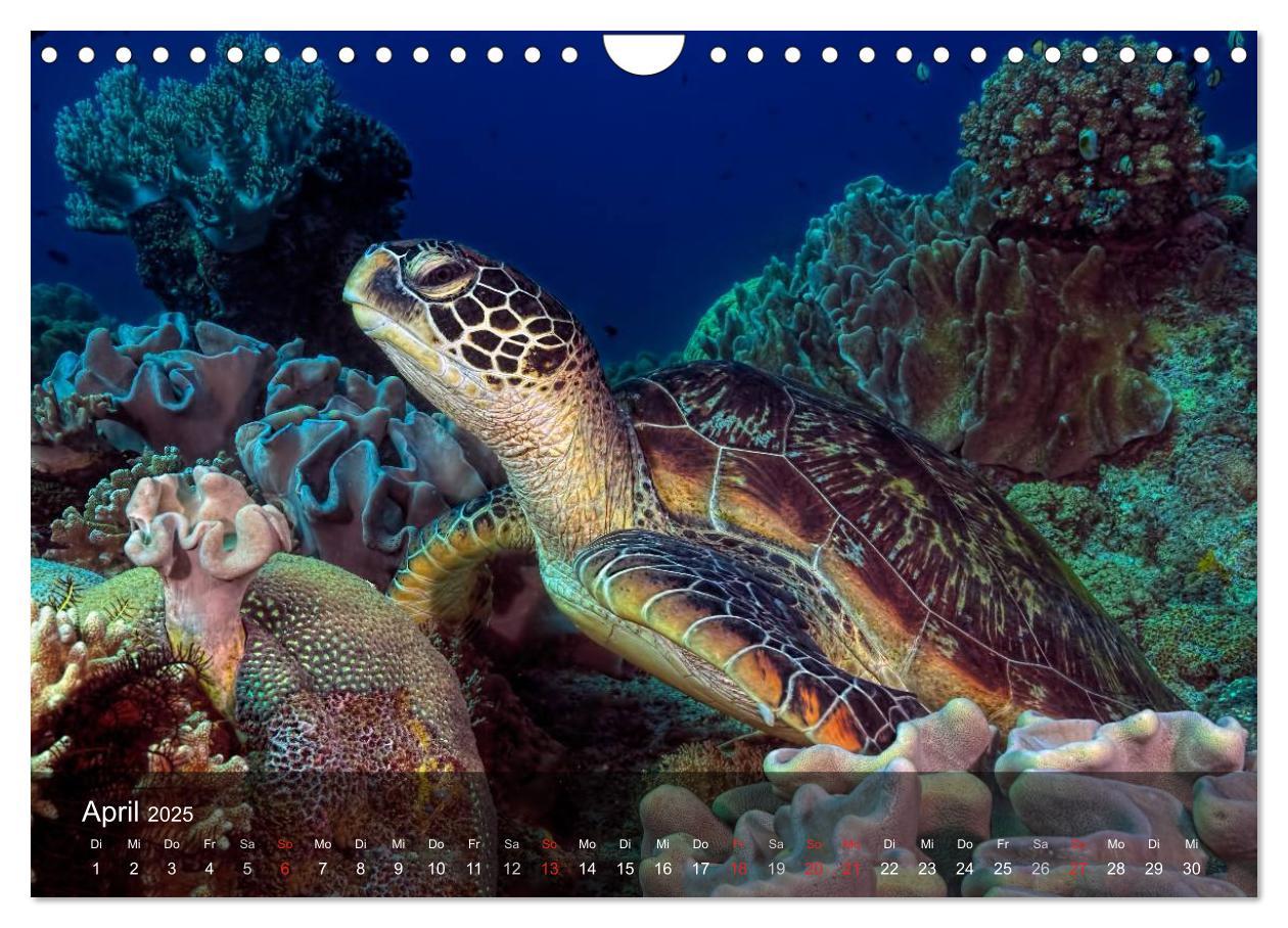 Bild: 9783435597680 | Schildkröten des Ozeans (Wandkalender 2025 DIN A4 quer), CALVENDO...