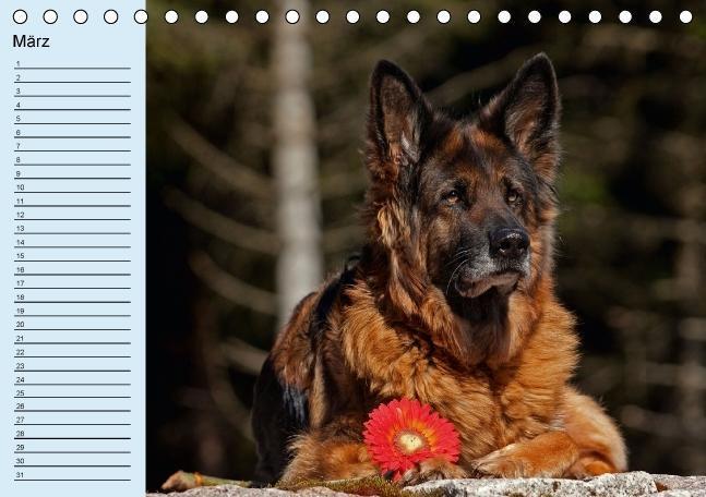 Bild: 9783660367836 | Der Schäferhunde-Geburtstagskalender (Tischkalender immerwährend...