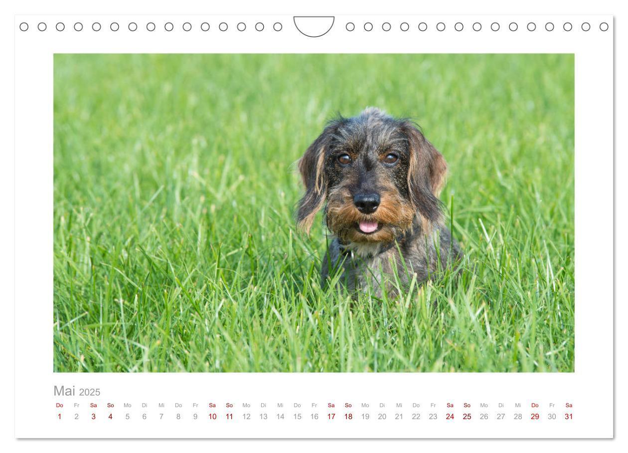 Bild: 9783435104710 | Dackelblicke - ein bezaubernder Rauhaardackel (Wandkalender 2025...