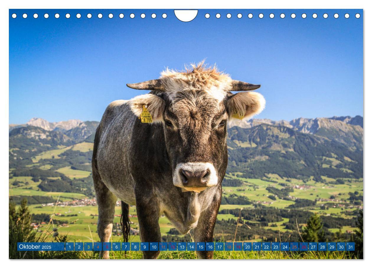 Bild: 9783435192762 | Allgäu - Perle im Süden (Wandkalender 2025 DIN A4 quer), CALVENDO...