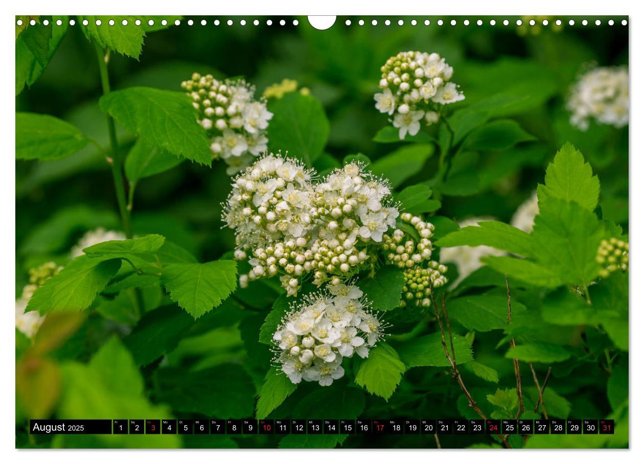 Bild: 9783435227884 | Kleine Blumen ganz groß (Wandkalender 2025 DIN A3 quer), CALVENDO...