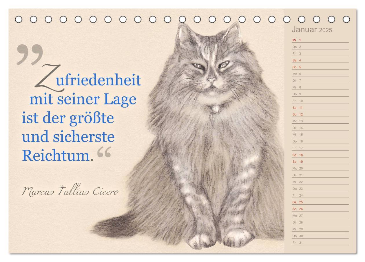 Bild: 9783435454396 | Von Katzen lernen (Tischkalender 2025 DIN A5 quer), CALVENDO...