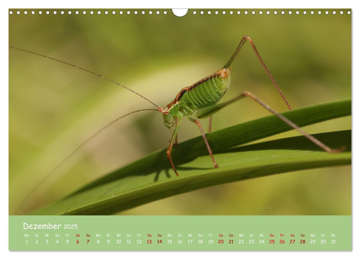 Bild: 9783435072873 | Insekten - Kleine Wunder (Wandkalender 2025 DIN A3 quer), CALVENDO...