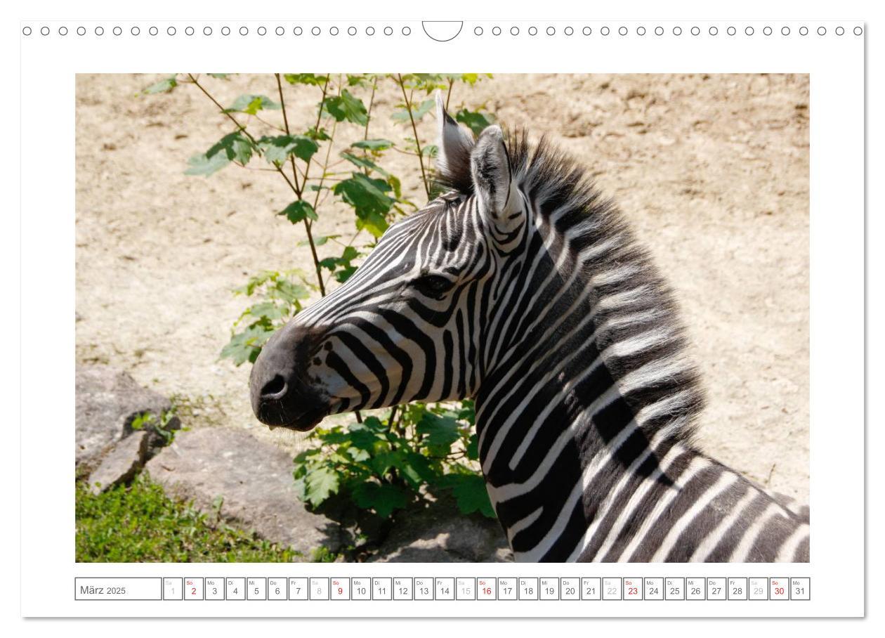 Bild: 9783435503193 | Tiere im Zoo (Wandkalender 2025 DIN A3 quer), CALVENDO Monatskalender