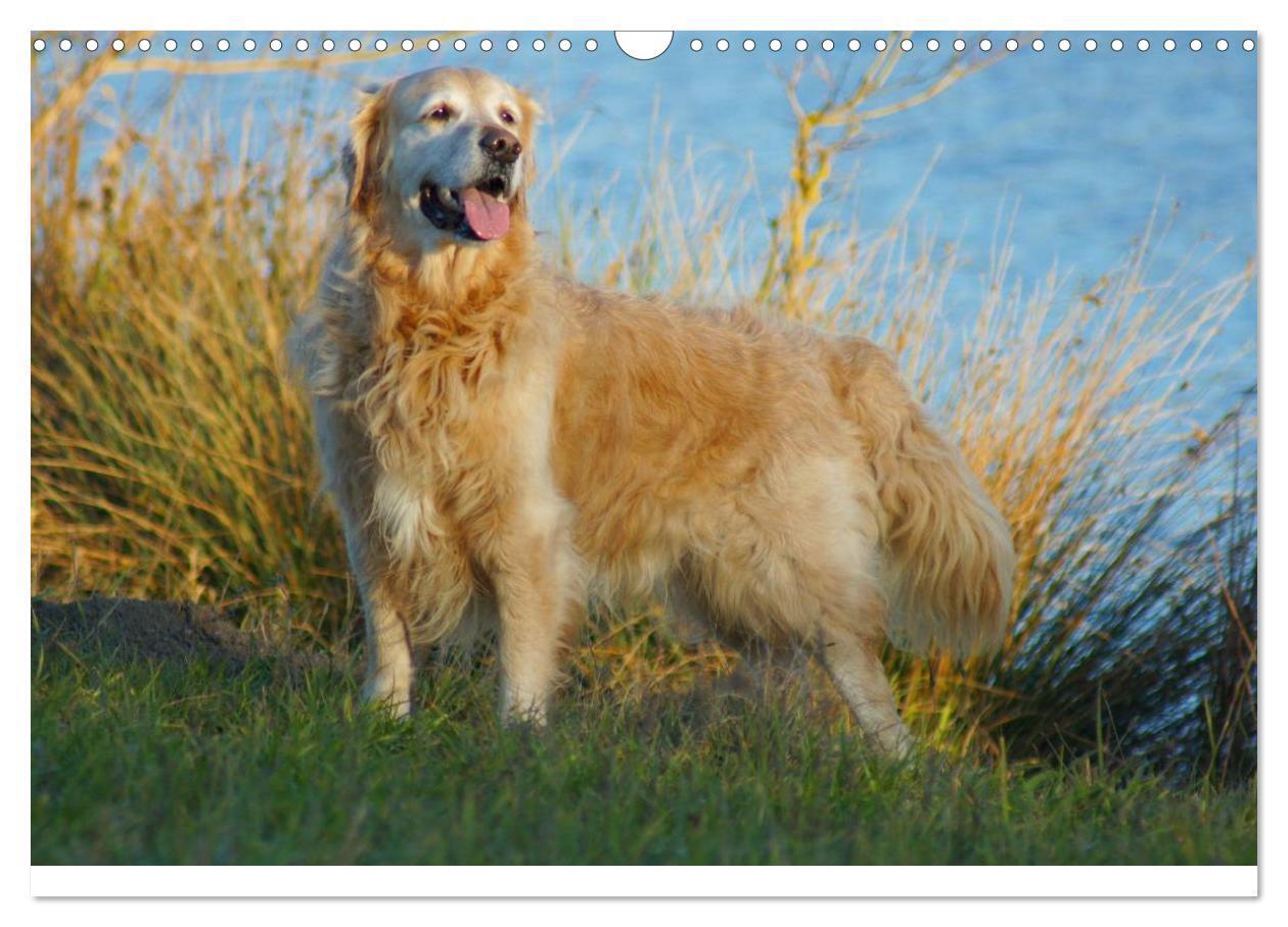 Bild: 9783435840663 | Golden Retriever Power (Wandkalender 2025 DIN A3 quer), CALVENDO...