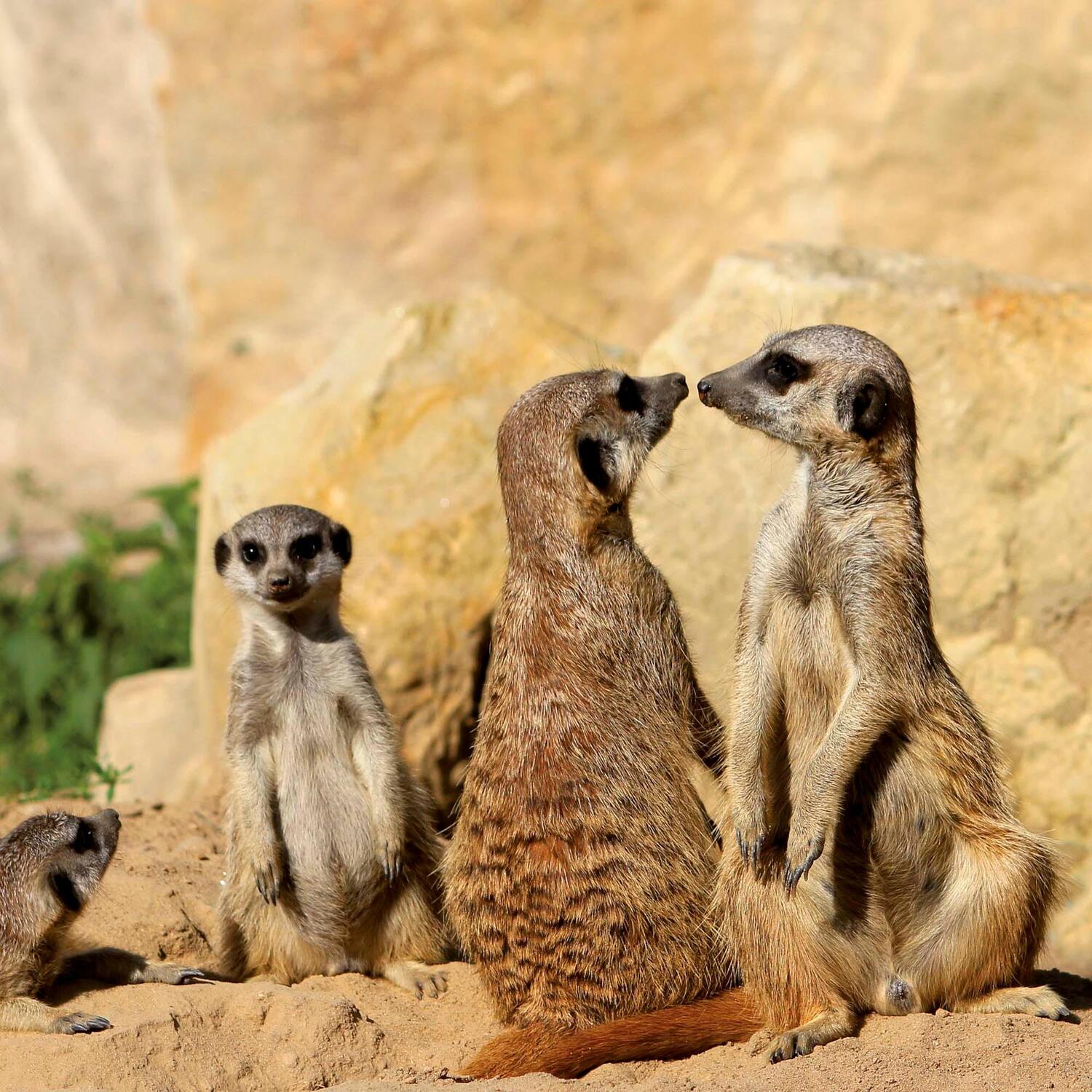 Bild: 9783959294683 | Meerkats/Erdmännchen 2025 | Kalender 2025 | Kalender | Artwork Edition