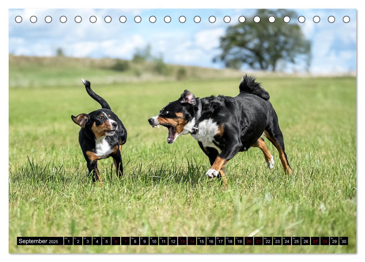 Bild: 9783383850127 | Appenzeller Sennenhunde - Fröhliche Kameraden (Tischkalender 2025...