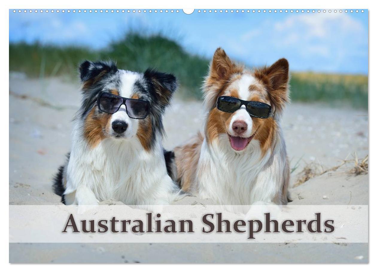 Cover: 9783435808779 | Wunderbare Australian Shepherds (Wandkalender 2025 DIN A2 quer),...