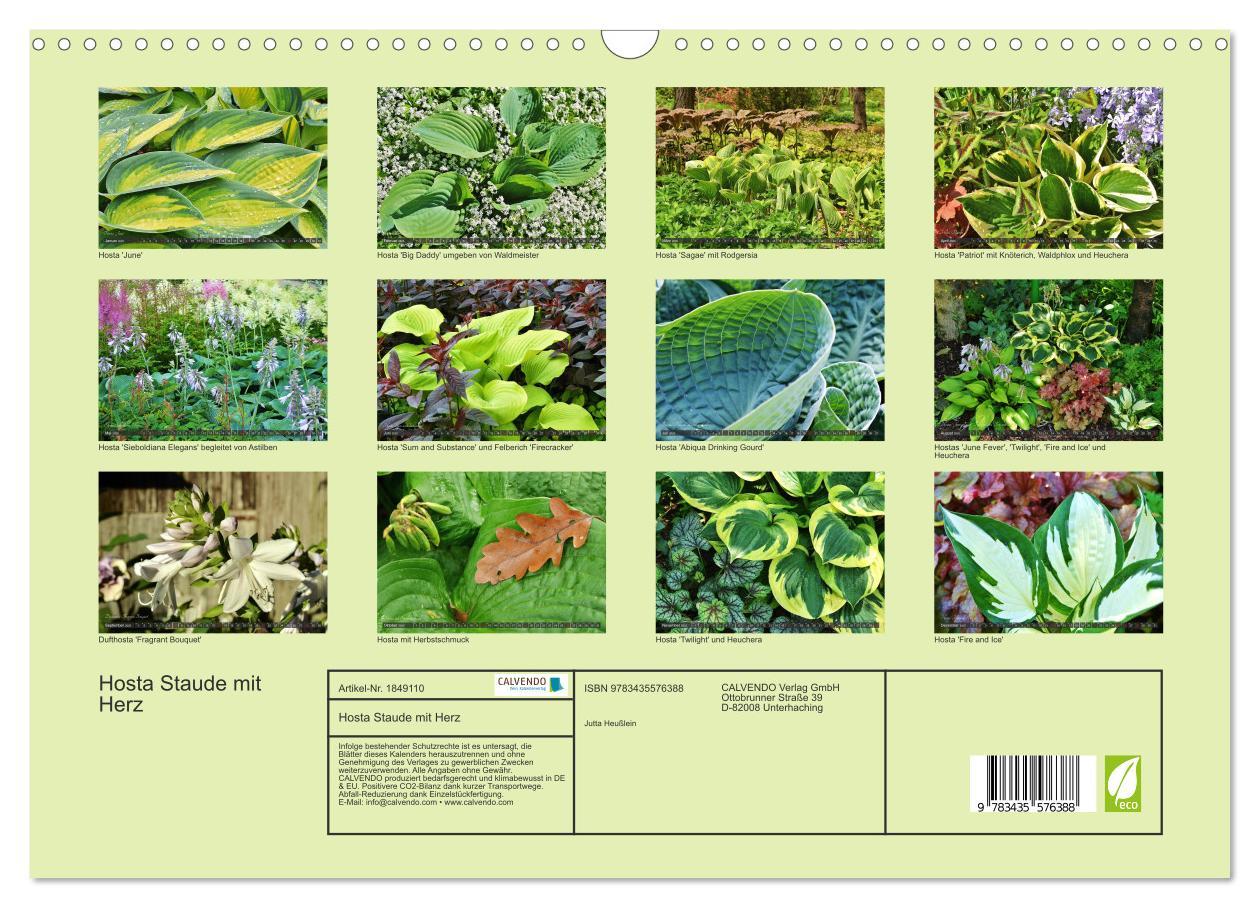 Bild: 9783435576388 | Hosta Staude mit Herz (Wandkalender 2025 DIN A3 quer), CALVENDO...