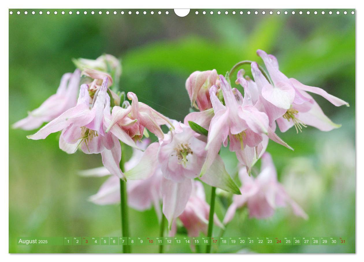 Bild: 9783435172696 | Beschwingte Blumenwelt (Wandkalender 2025 DIN A3 quer), CALVENDO...