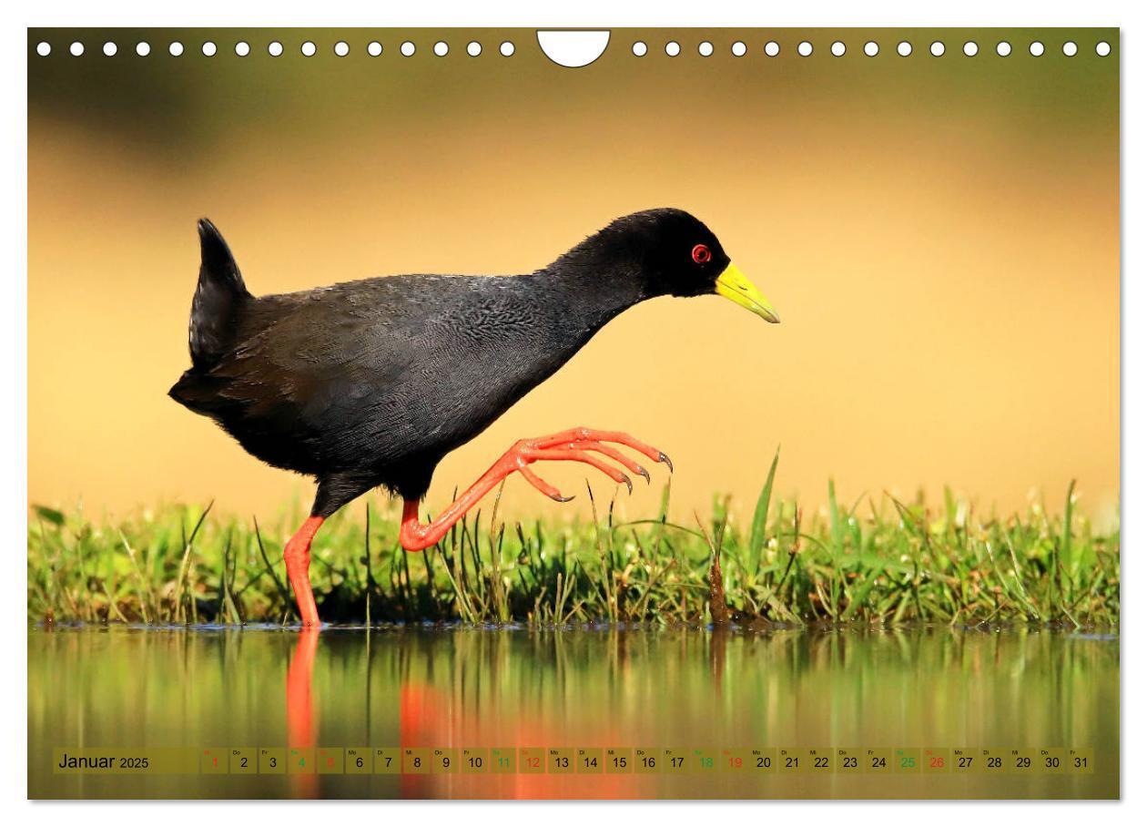 Bild: 9783435697809 | Vögel in Afrika - Magie der Farben (Wandkalender 2025 DIN A4 quer),...