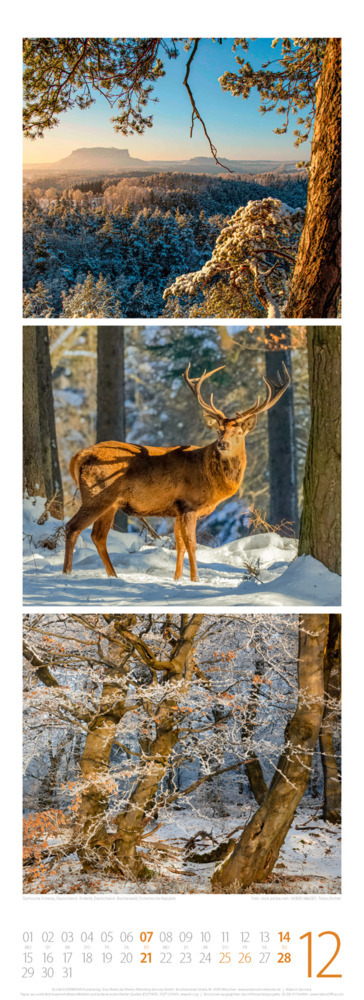 Bild: 9783838425368 | Waldleben - Ein Spaziergang durch heimische Wälder Triplet-Kalender...