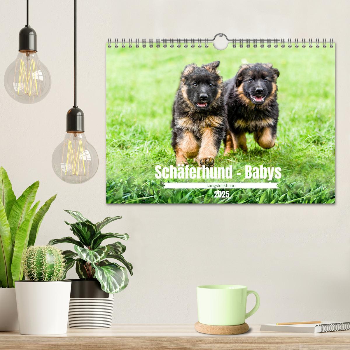 Bild: 9783383860904 | Langstockhaar - Schäferhund - Babys (Wandkalender 2025 DIN A4...