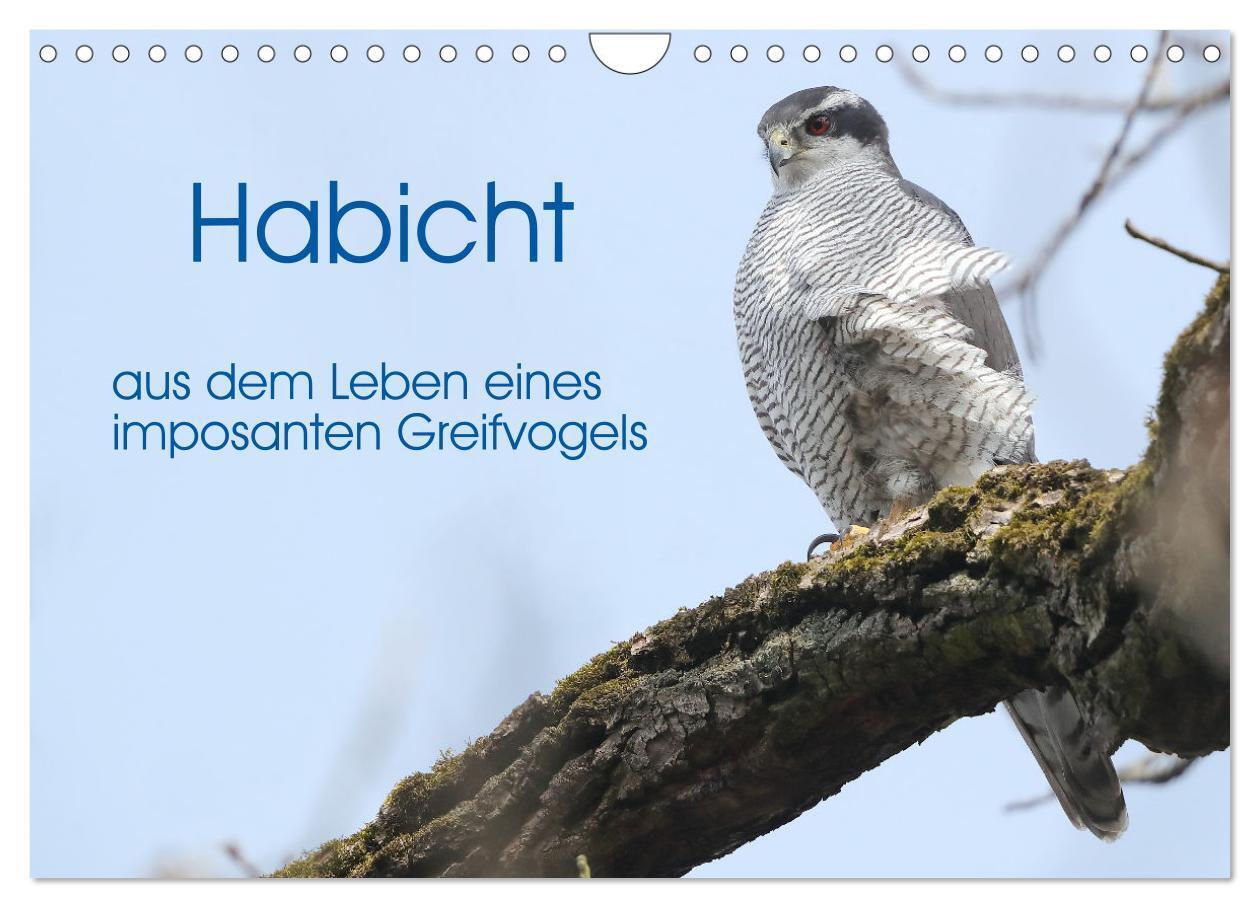 Cover: 9783383837128 | Habicht - aus dem Leben eines imposanten Greifvogels (Wandkalender...