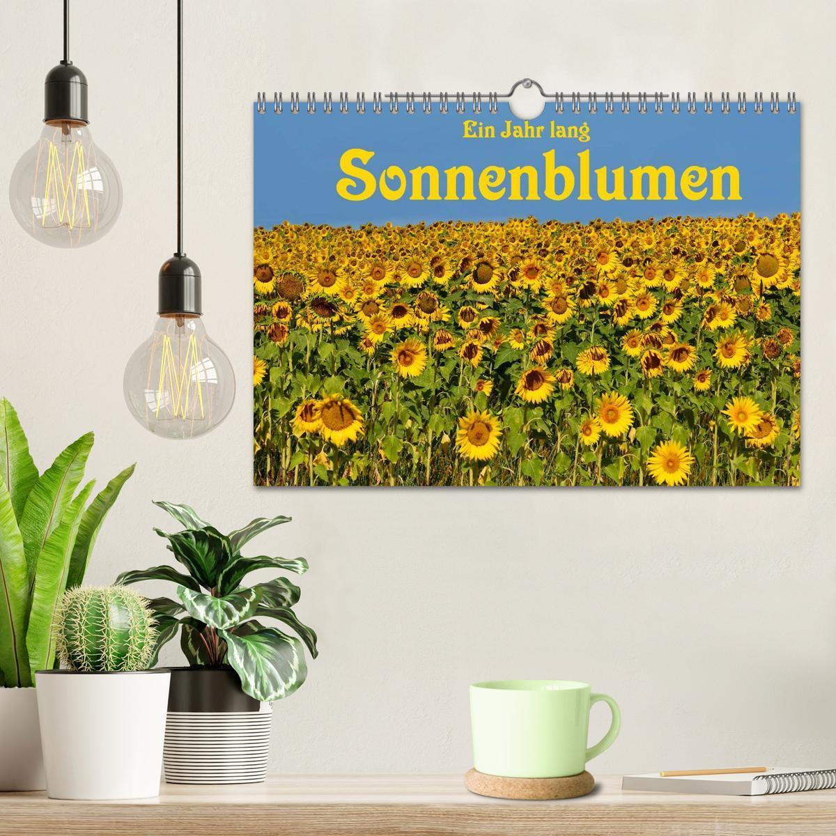 Bild: 9783435477142 | Ein Jahr lang Sonnenblumen (Wandkalender 2025 DIN A4 quer),...