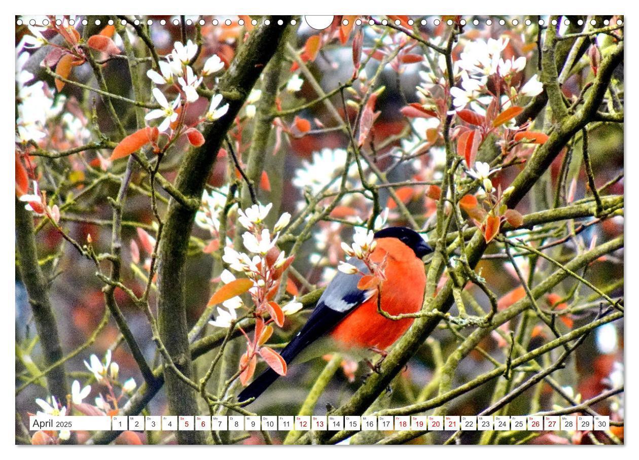 Bild: 9783457160305 | Herr und Frau Gimpel - Stammgäste im Garten (Wandkalender 2025 DIN...