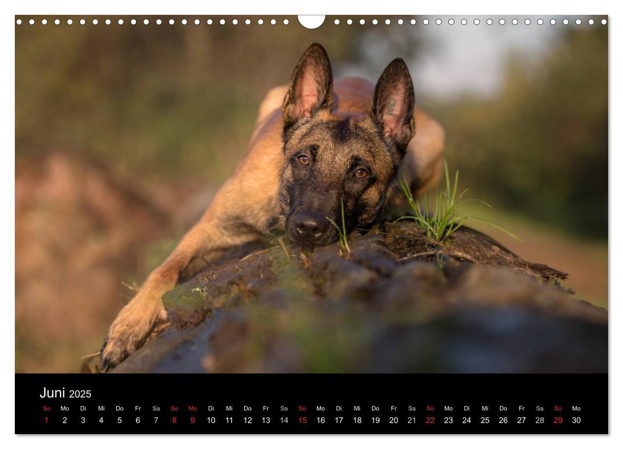 Bild: 9783435643127 | Belgischer Schäferhund - Der Malinois (Wandkalender 2025 DIN A3...