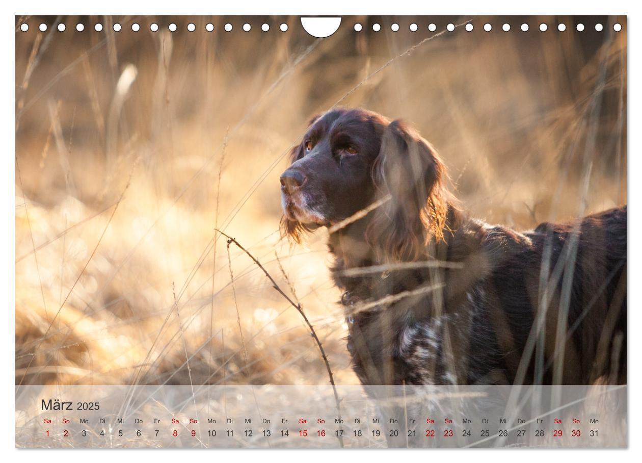 Bild: 9783457145685 | Der kleine Münsterländer (Wandkalender 2025 DIN A4 quer), CALVENDO...