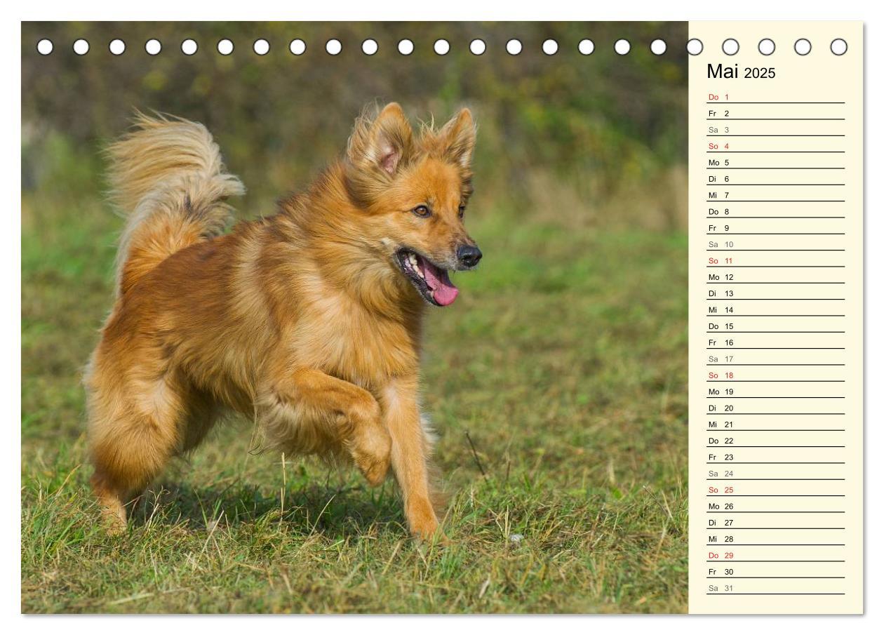 Bild: 9783435540587 | Altdeutsche Hütehunde - Fast vergessen (Tischkalender 2025 DIN A5...