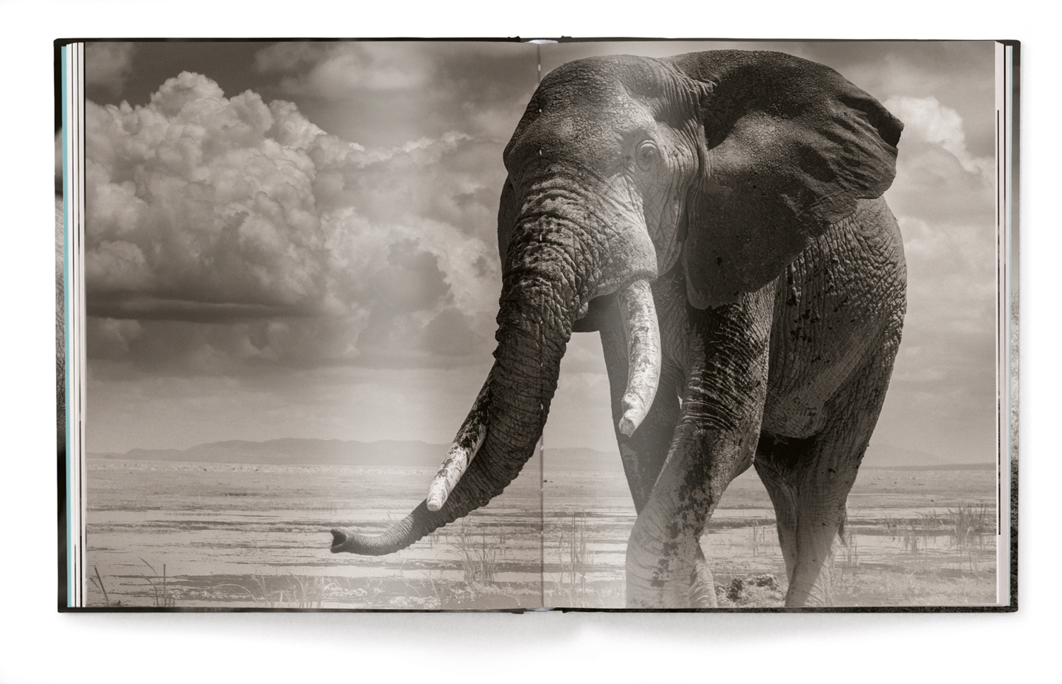 Bild: 9783961710478 | Elephants in Heaven | Joachim Schmeisser | Buch | 176 S. | Deutsch