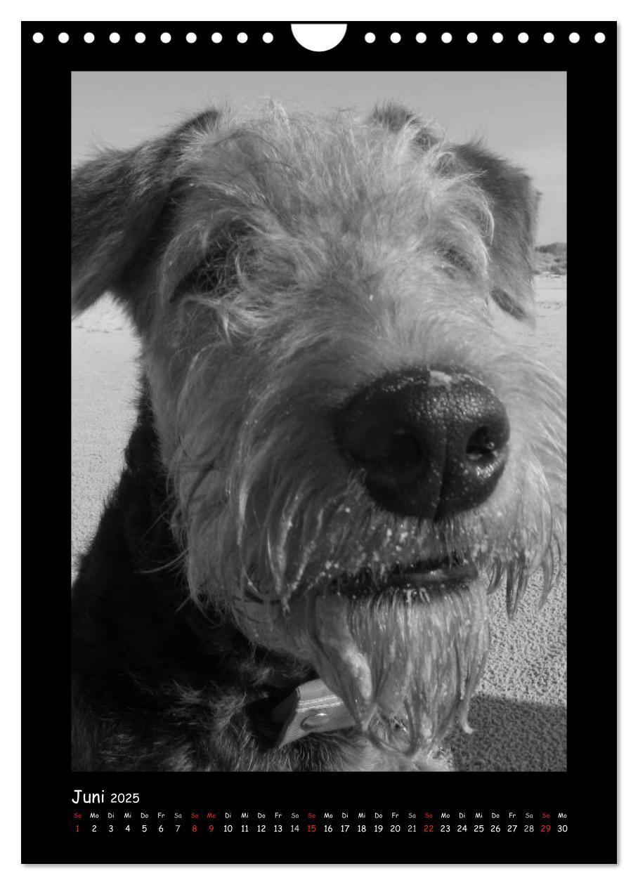 Bild: 9783457051344 | Der Airedale: Portraits eines "Dickkopfes" (Wandkalender 2025 DIN...