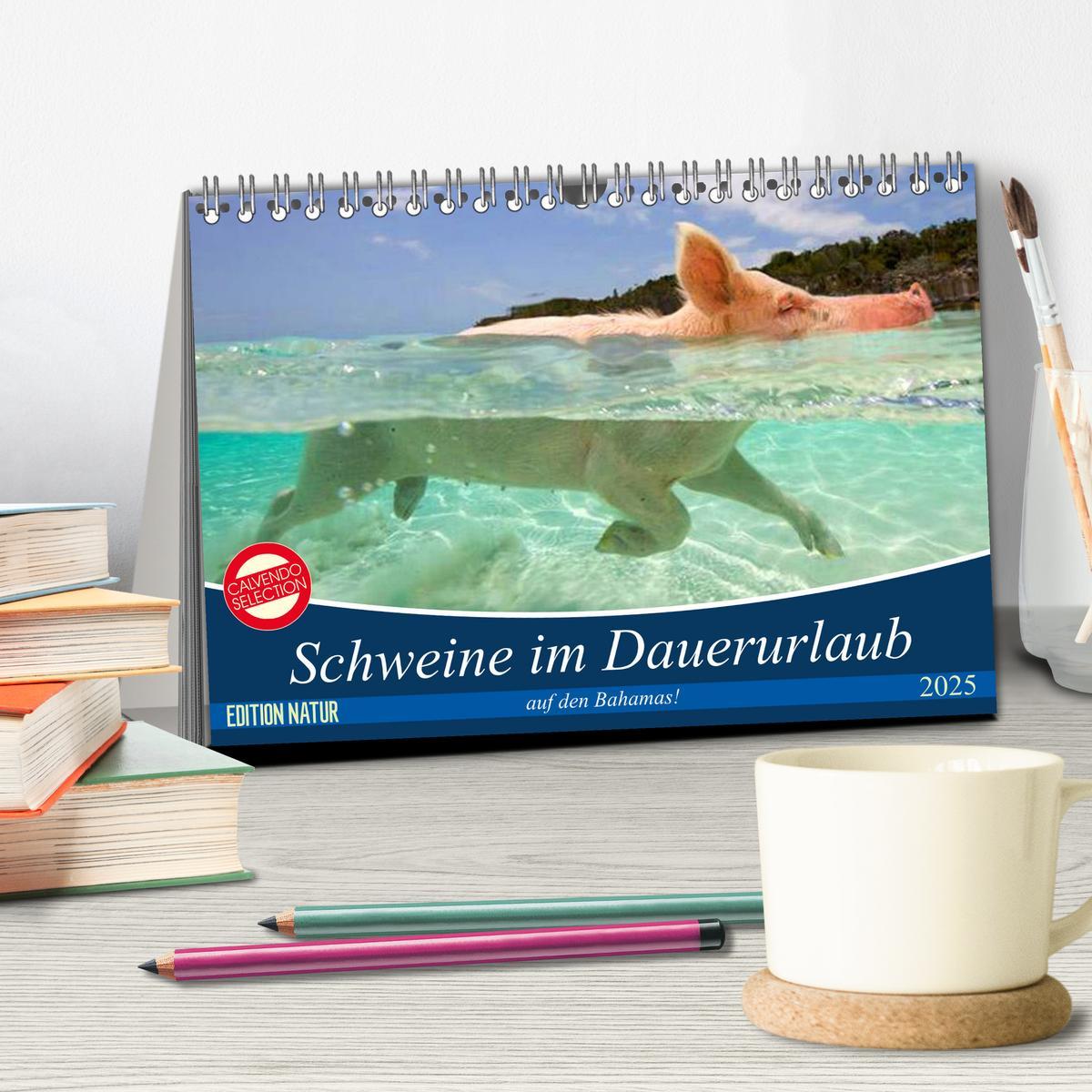 Bild: 9783435420278 | Schweine im Dauerurlaub auf den Bahamas! (Tischkalender 2025 DIN A5...