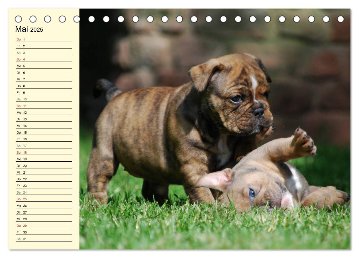 Bild: 9783435533497 | Bulldoggen-Moppelchen (Tischkalender 2025 DIN A5 quer), CALVENDO...