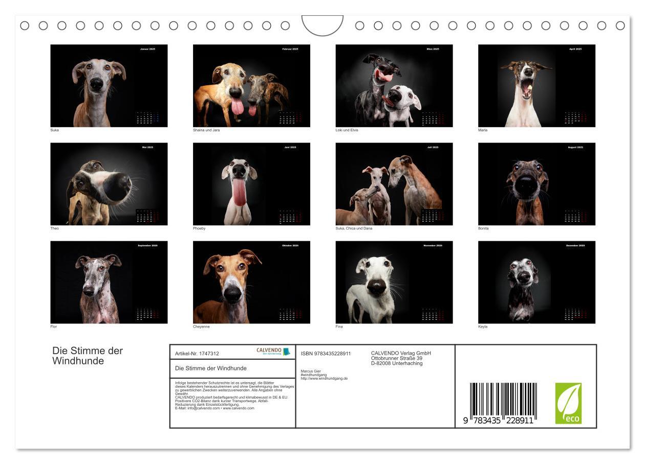 Bild: 9783435228911 | Die Stimme der Windhunde (Wandkalender 2025 DIN A4 quer), CALVENDO...