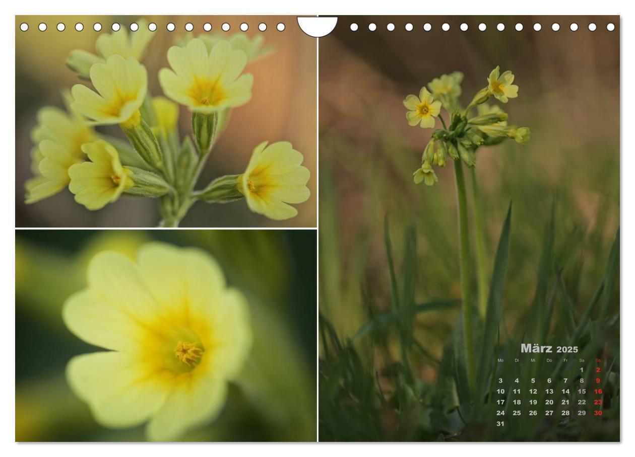 Bild: 9783435612406 | Blumenreise 2025 (Wandkalender 2025 DIN A4 quer), CALVENDO...