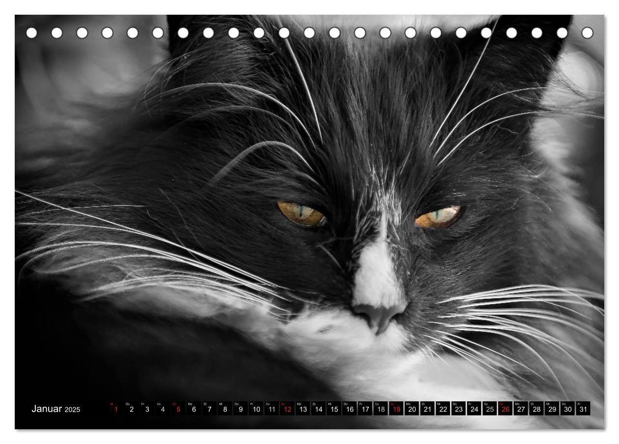 Bild: 9783435632053 | KATZEN Beautys (Tischkalender 2025 DIN A5 quer), CALVENDO...